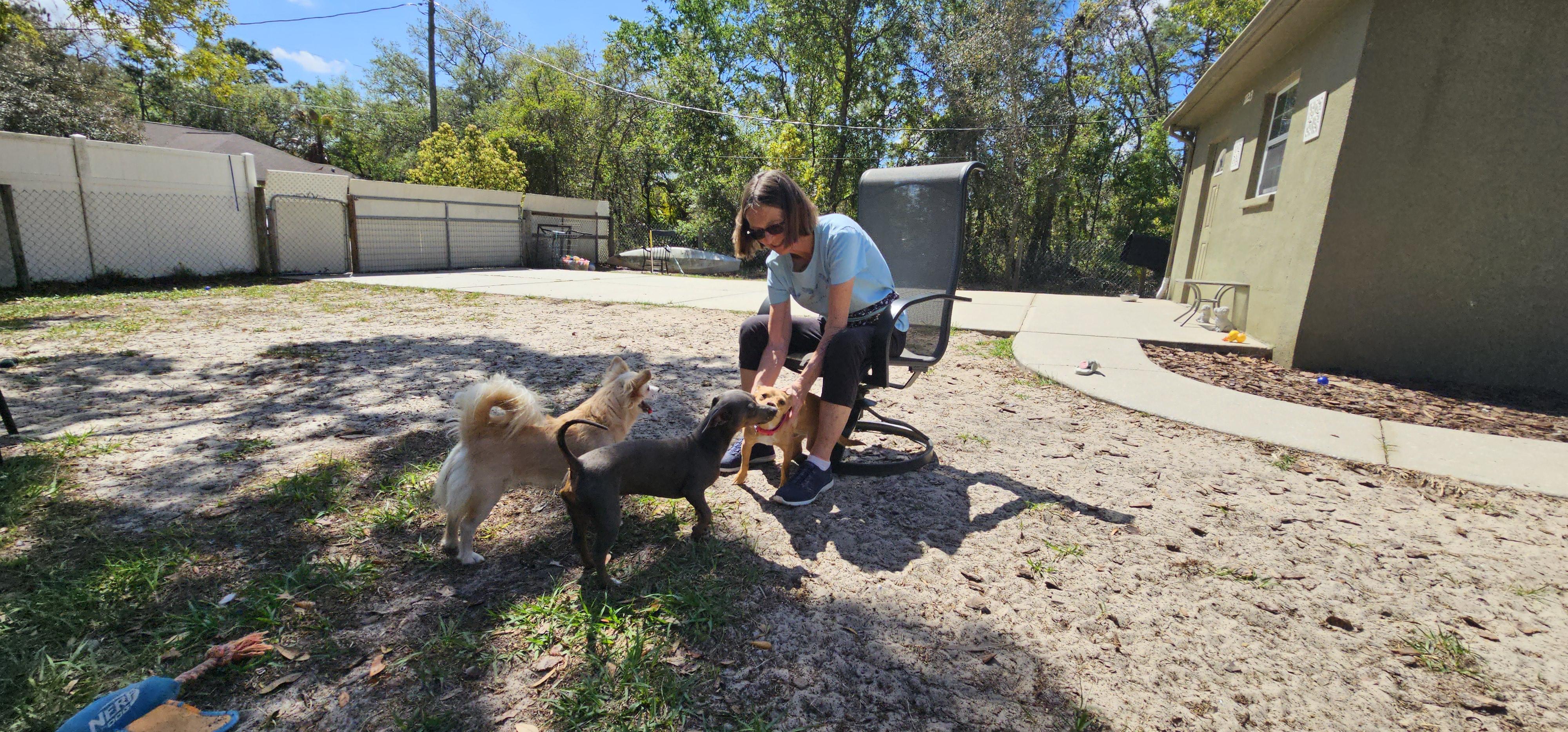 Papa, ADOPTABLE, Young Male Chiweenie & Rat Terrier.