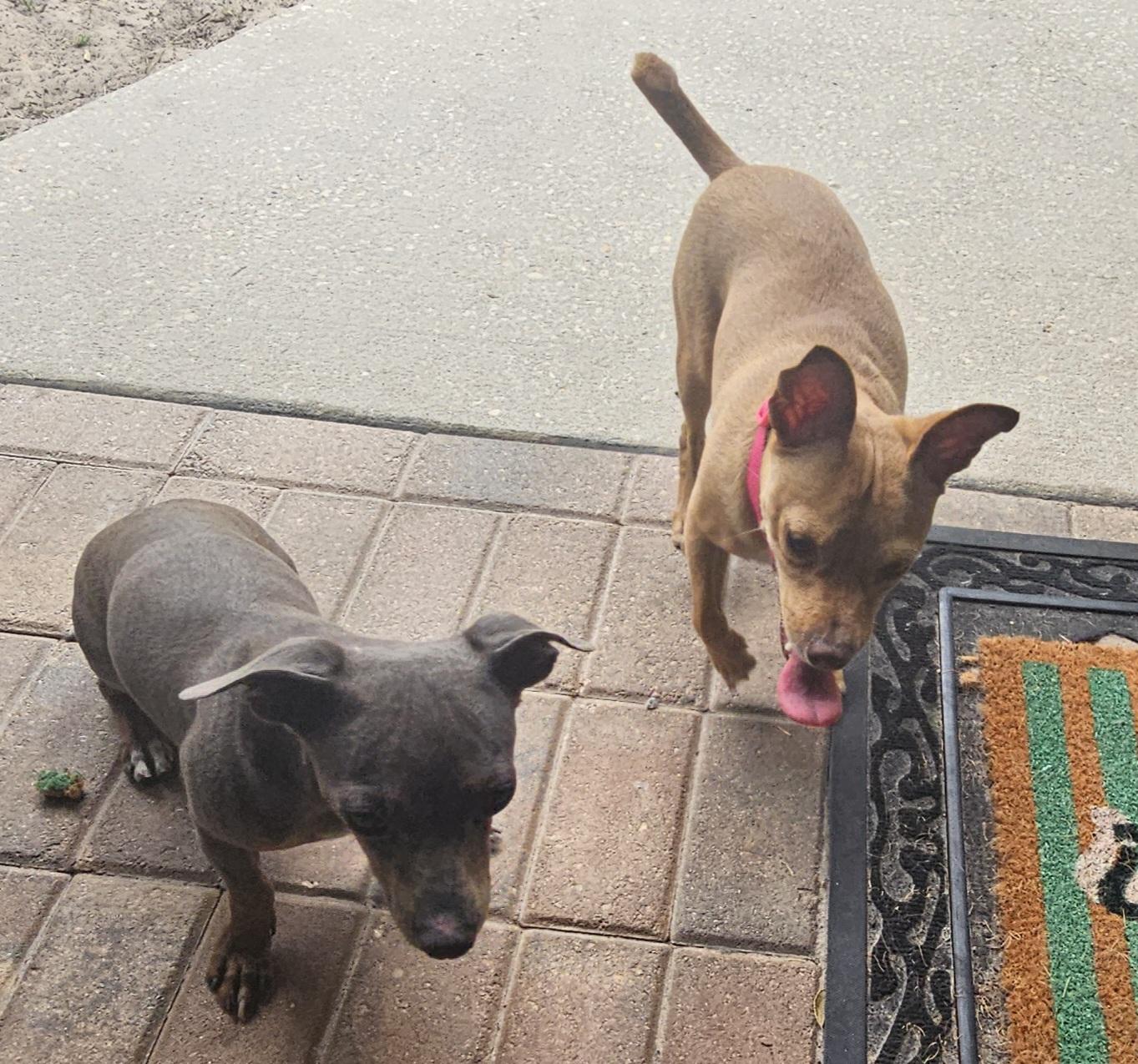 Enlarge Papa, a ADOPTABLE mixed breed in Weeki Wachee, FL image 6/6