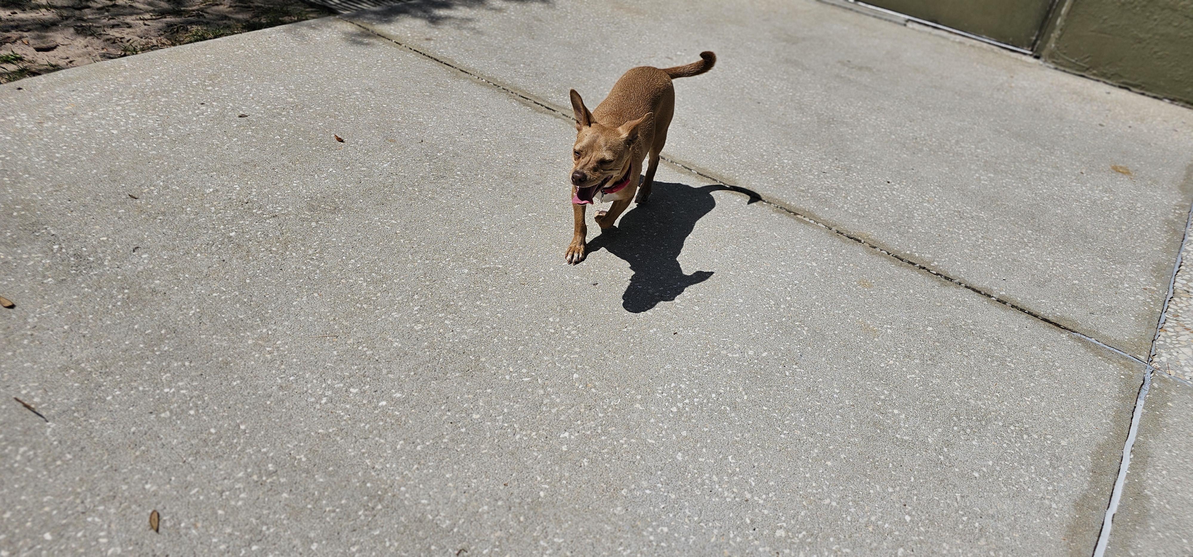 Enlarge Papa, a ADOPTABLE mixed breed in Weeki Wachee, FL image 5/6