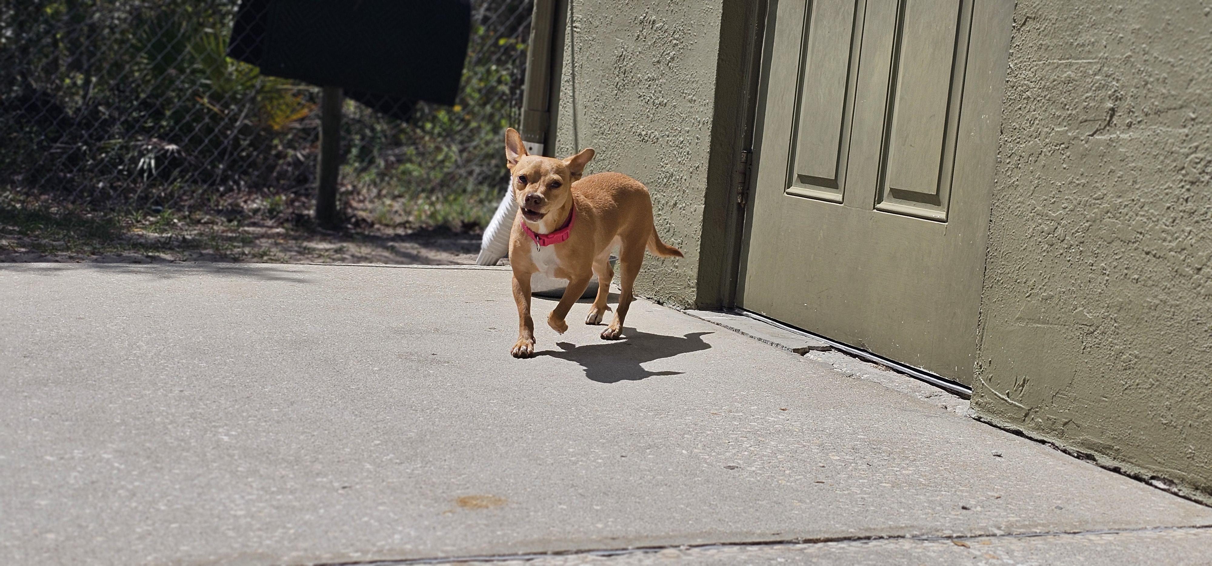 Enlarge Papa, a ADOPTABLE mixed breed in Weeki Wachee, FL image 2/6