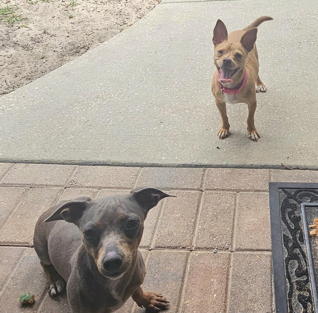 Enlarge Papa, a ADOPTABLE mixed breed in Weeki Wachee, FL image 4/6