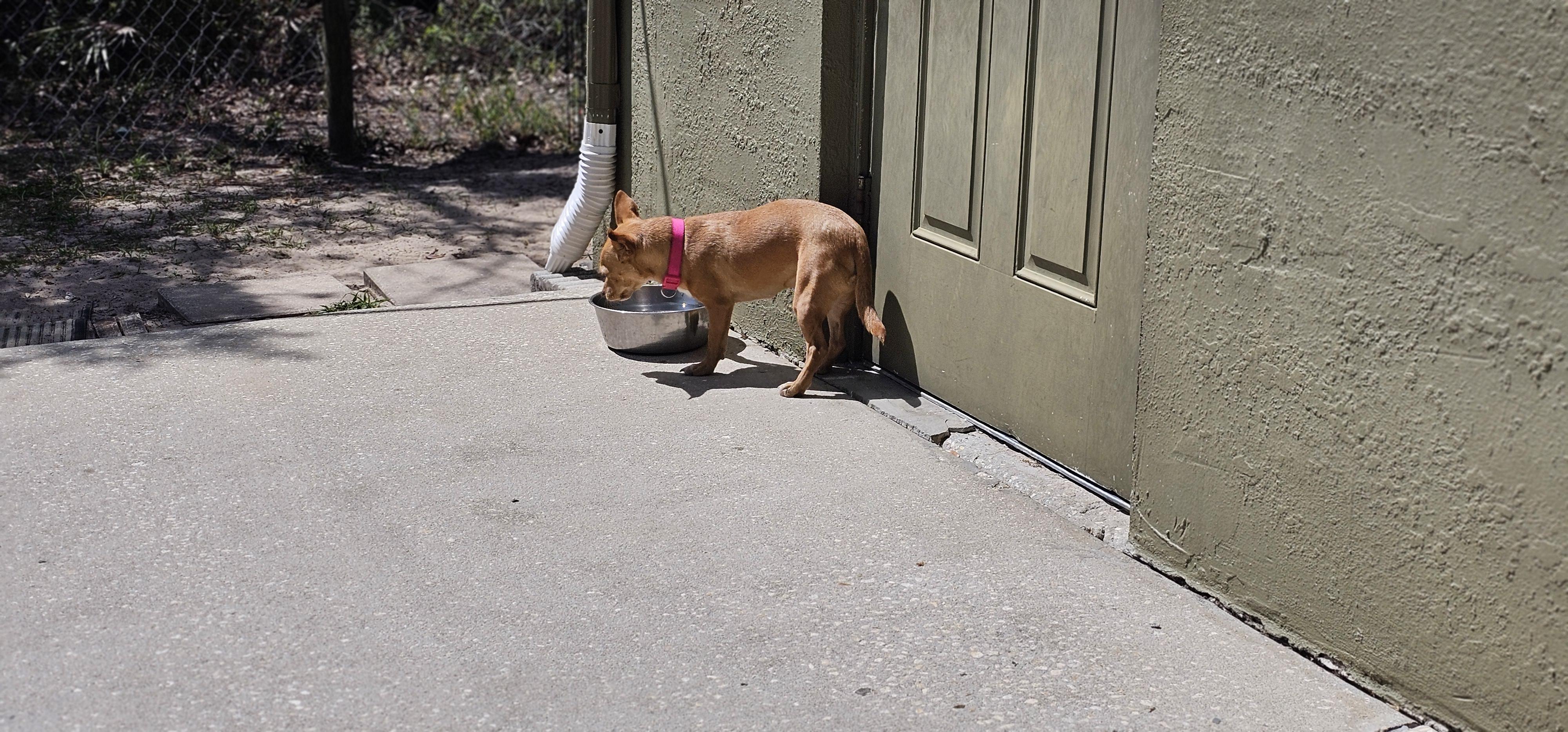 Enlarge Papa, a ADOPTABLE mixed breed in Weeki Wachee, FL image 3/6