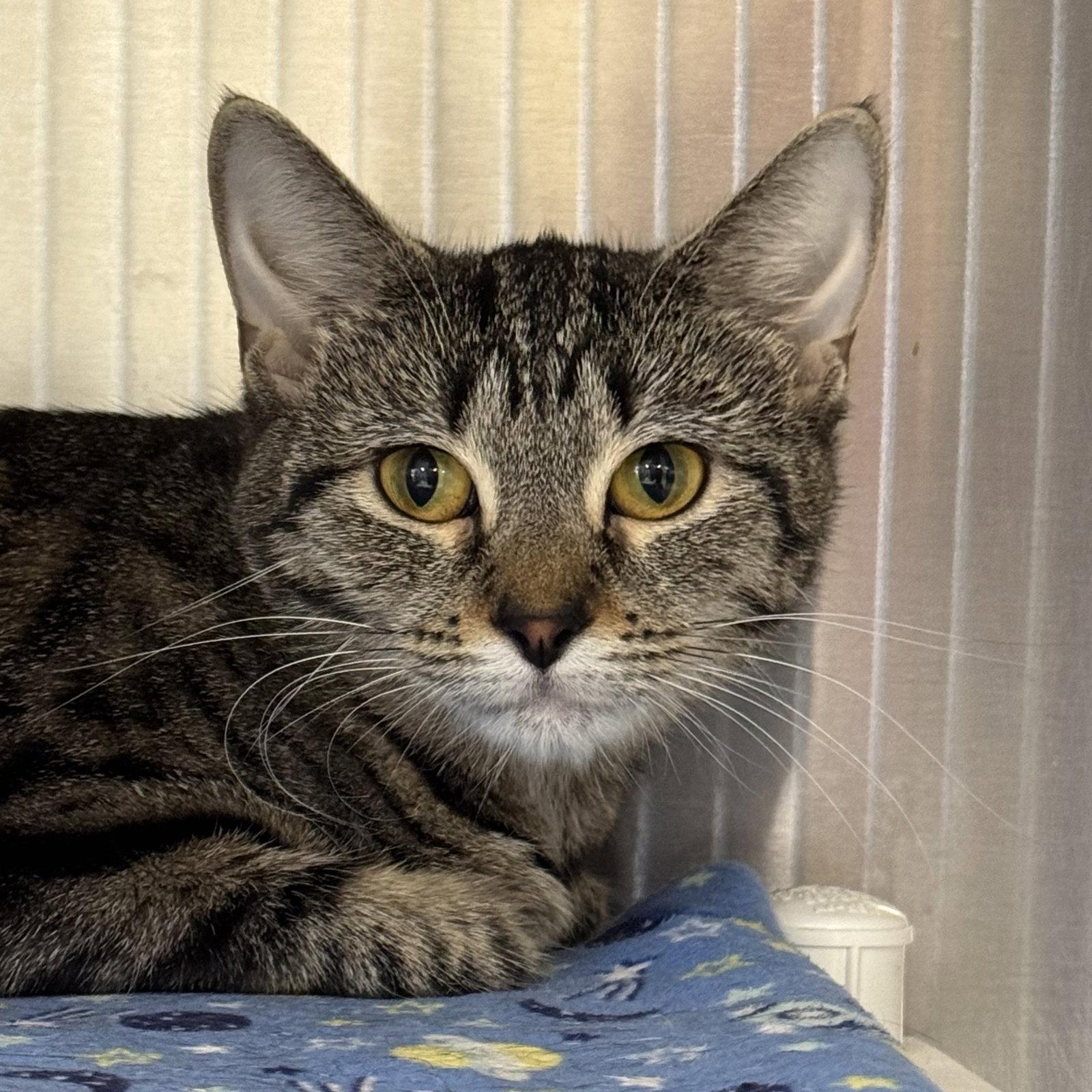 Vicki, Adopted, Young Female Domestic Short Hair & Tabby.