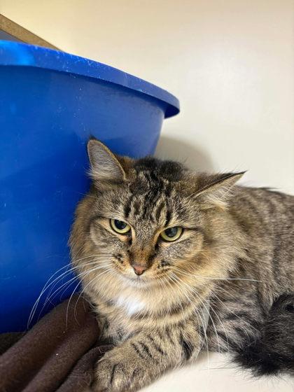 Enlarge Tinsel, a Adoptable mixed breed in Scottsbluff, NE image 1/3