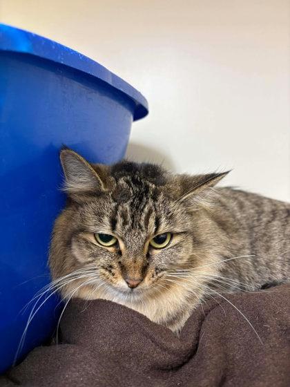 Enlarge Tinsel, a Adoptable mixed breed in Scottsbluff, NE image 2/3