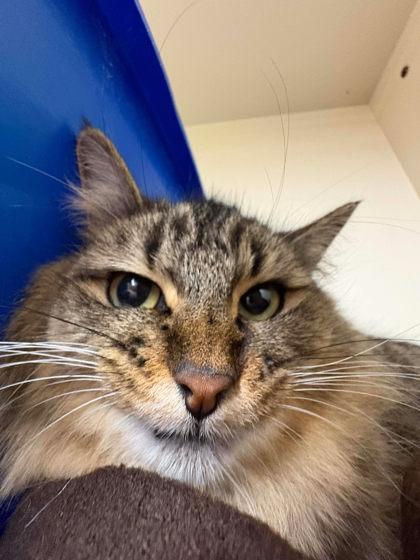 Enlarge Tinsel, a Adoptable mixed breed in Scottsbluff, NE image 3/3