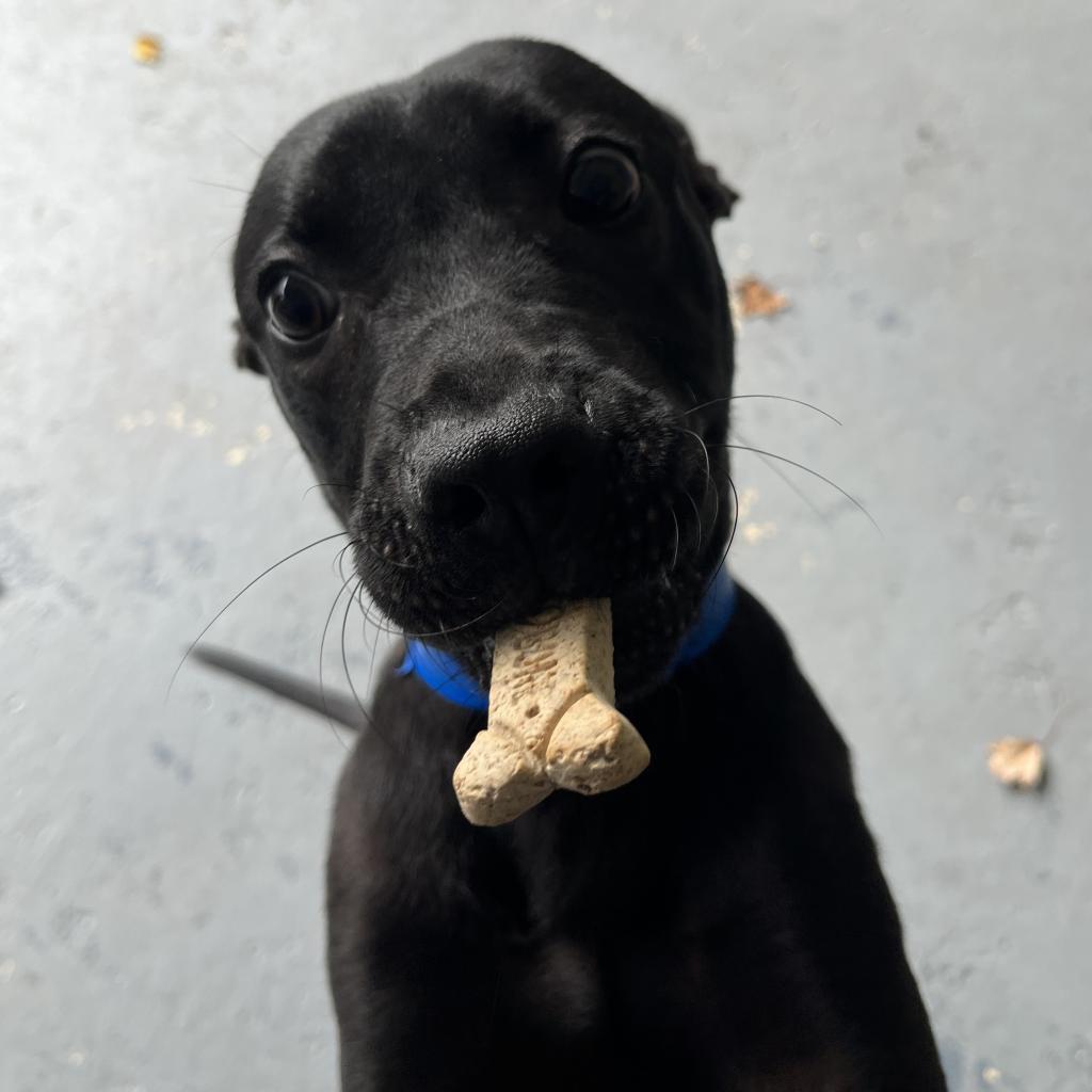 Sago, Adoptable, Adult Male Mixed Breed.