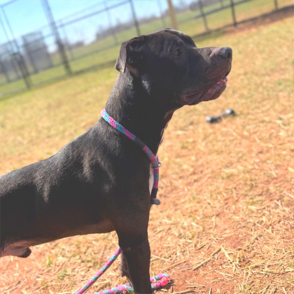 Ballerina, Adoptable, Adult Male Pit Bull Terrier.