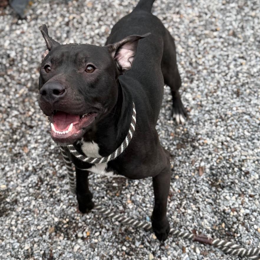Enlarge Ballerina, a Adoptable Pit Bull Terrier in York, PA image 2/6