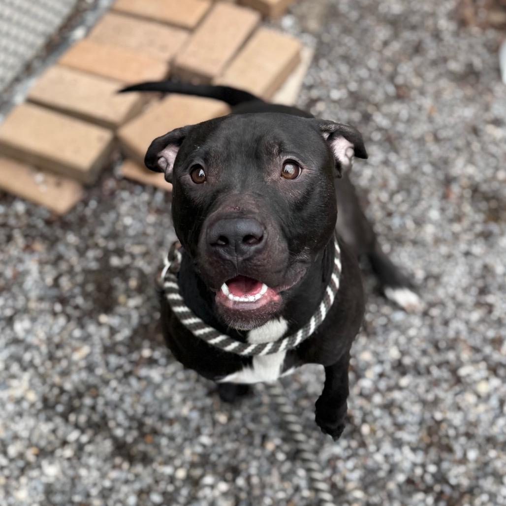 Enlarge Ballerina, a Adoptable Pit Bull Terrier in York, PA image 3/6
