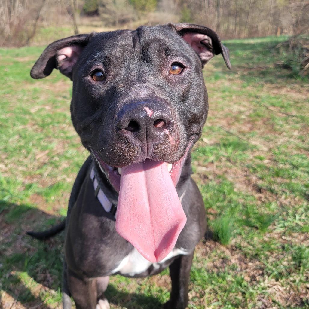 Enlarge Ballerina, a Adoptable Pit Bull Terrier in York, PA image 4/6