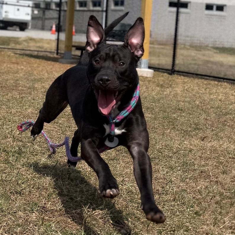 Enlarge Ballerina, a Adoptable Pit Bull Terrier in York, PA image 4/6
