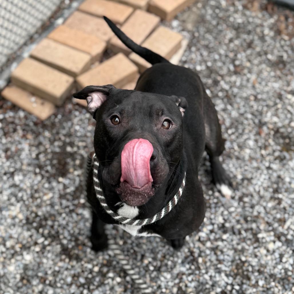 Enlarge Ballerina, a Adoptable Pit Bull Terrier in York, PA image 5/6
