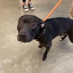 Enlarge Ballerina, a Adoptable Pit Bull Terrier in York, PA image 6/6