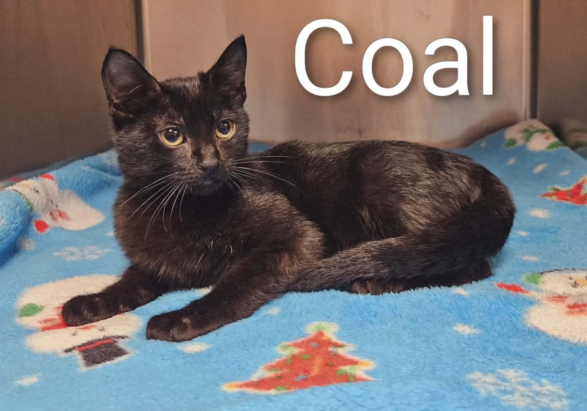 Coal, ADOPTABLE, Young Female Domestic Short Hair.