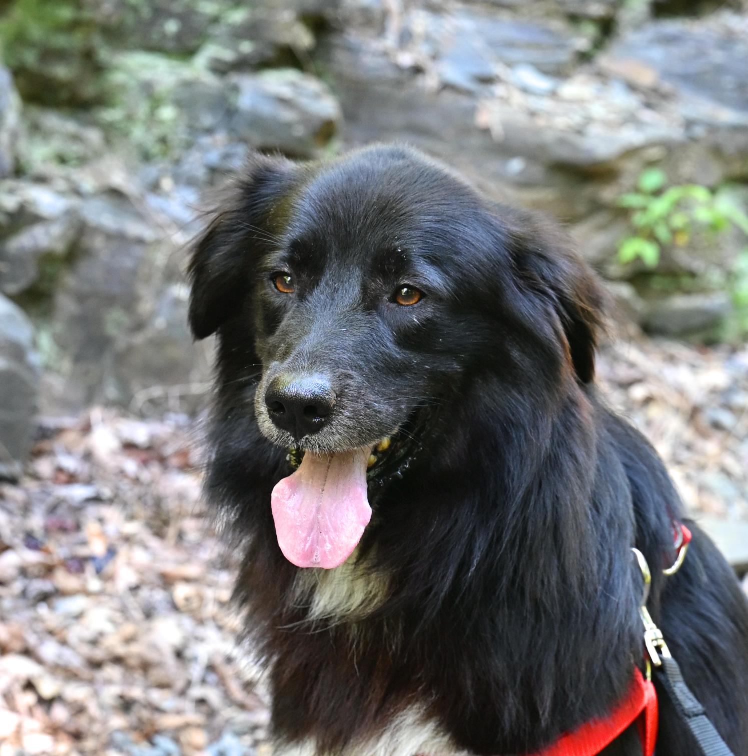 MURPHY - never met a stranger!