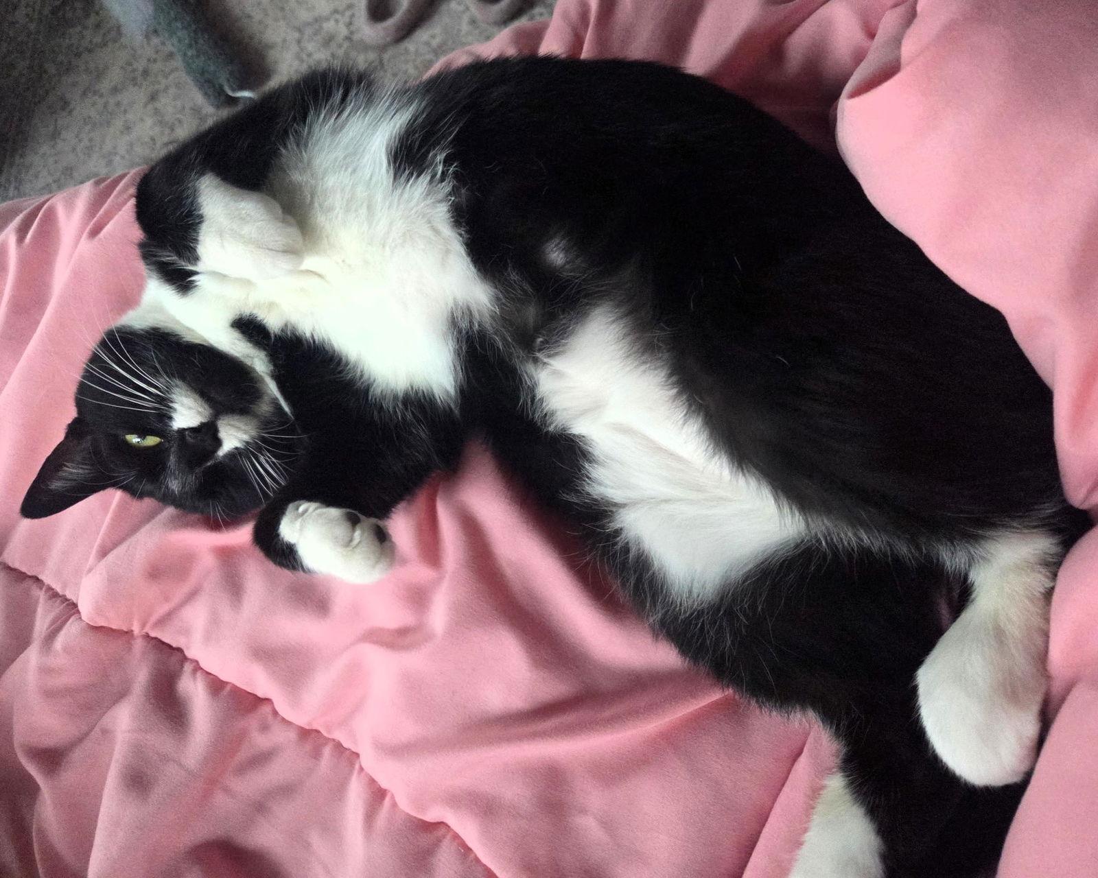 Lou Lou, Adoptable, Adult Female Domestic Short Hair.