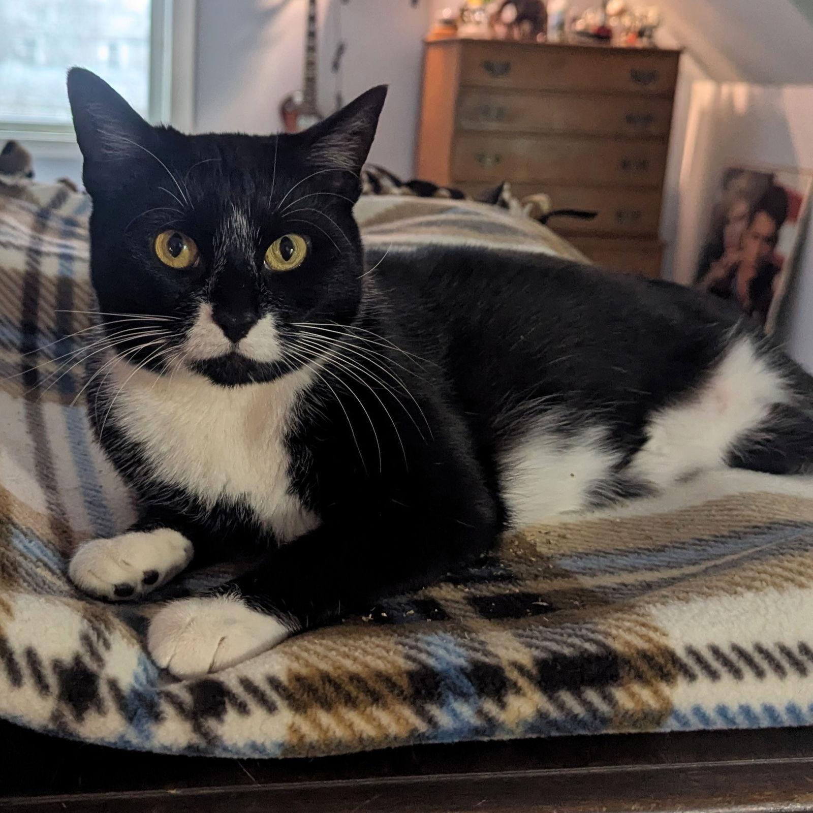 Lou Lou, Adoptable, Adult Female Domestic Short Hair.