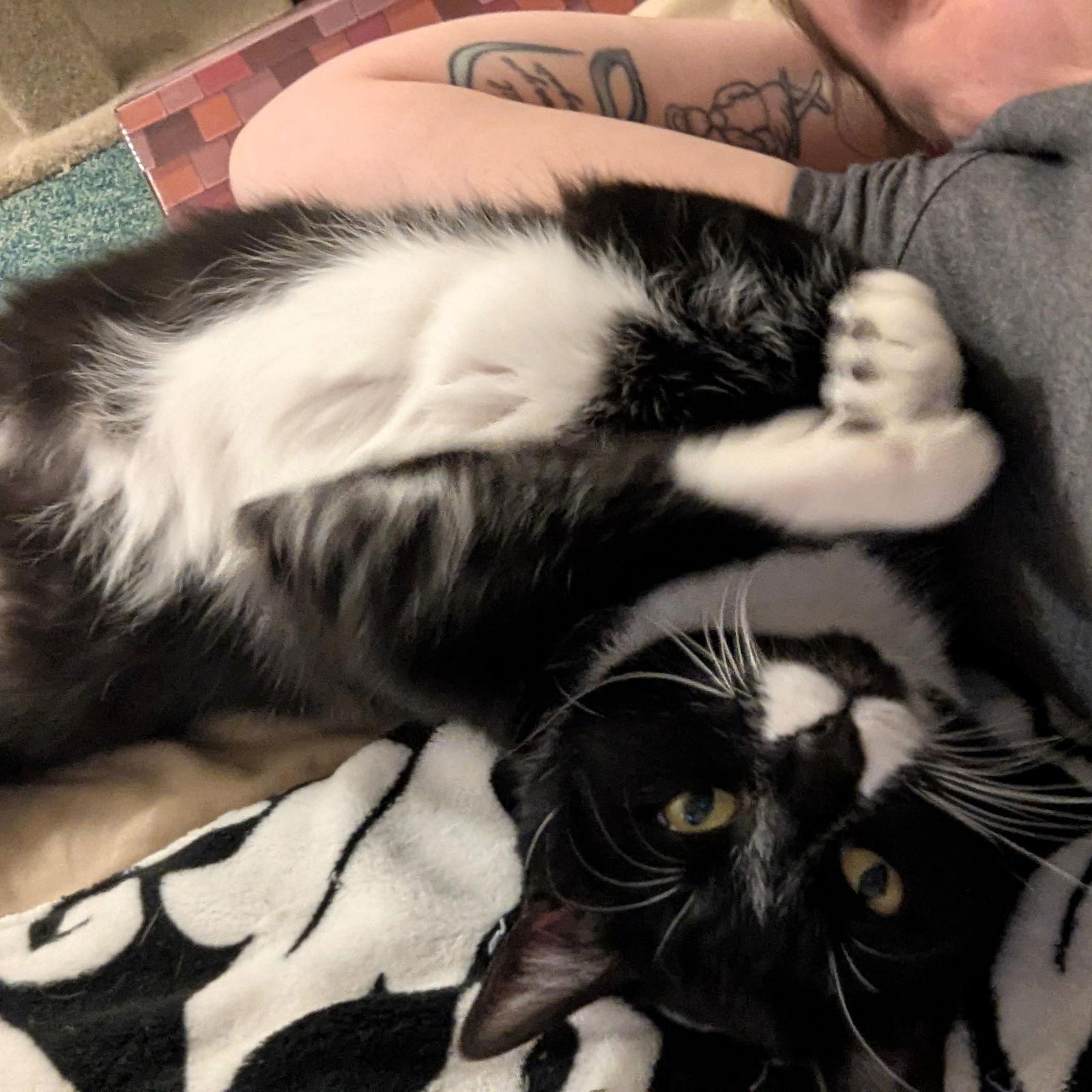 Enlarge Lou Lou, a Adoptable Domestic Short Hair in Rochester, NY image 3/3