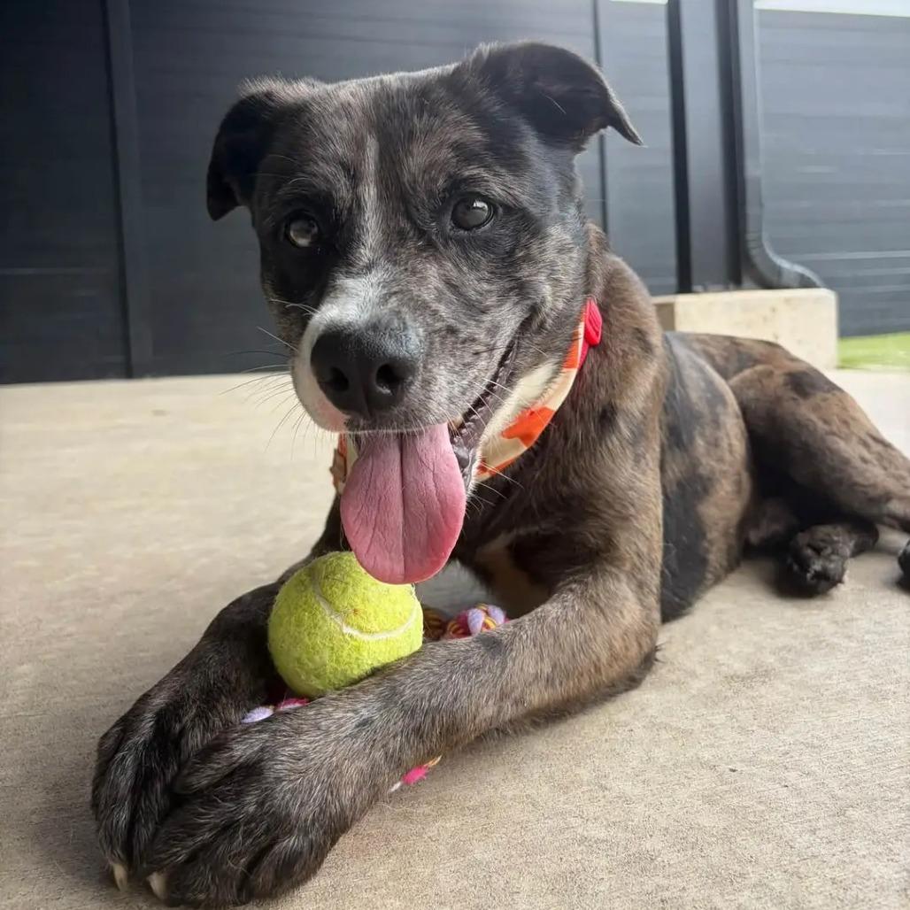 Enlarge Draco, a Adoptable Pit Bull Terrier in Springfield, MO image 3/6