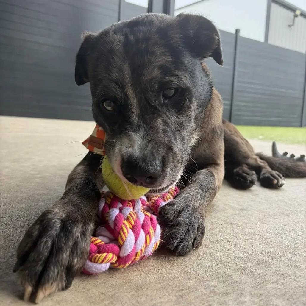 Enlarge Draco, a Adoptable Pit Bull Terrier in Springfield, MO image 4/6