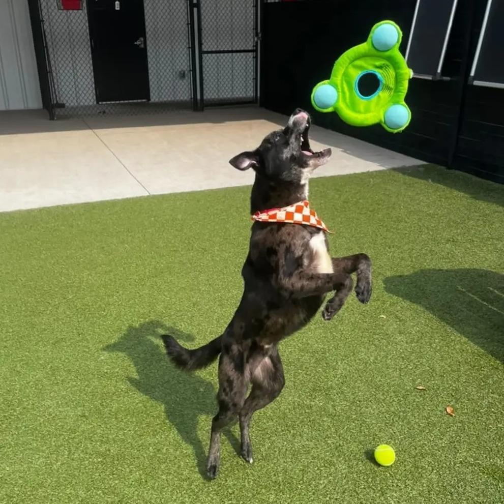 Enlarge Draco, a Adoptable Pit Bull Terrier in Springfield, MO image 5/6