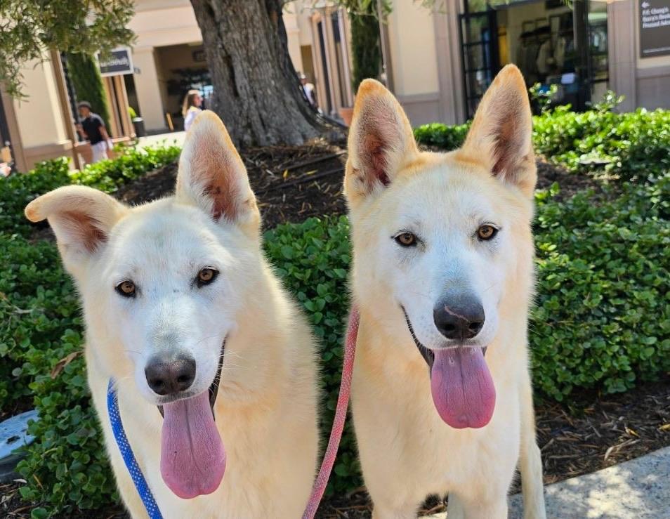 Comet & Cody (bonded)