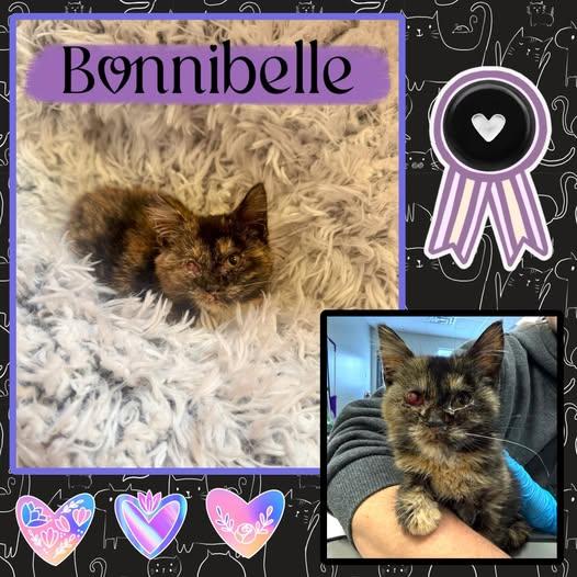 Enlarge Bonnibelle (medical hold), a Adoptable mixed breed in Williamsburg, IA image 1/1