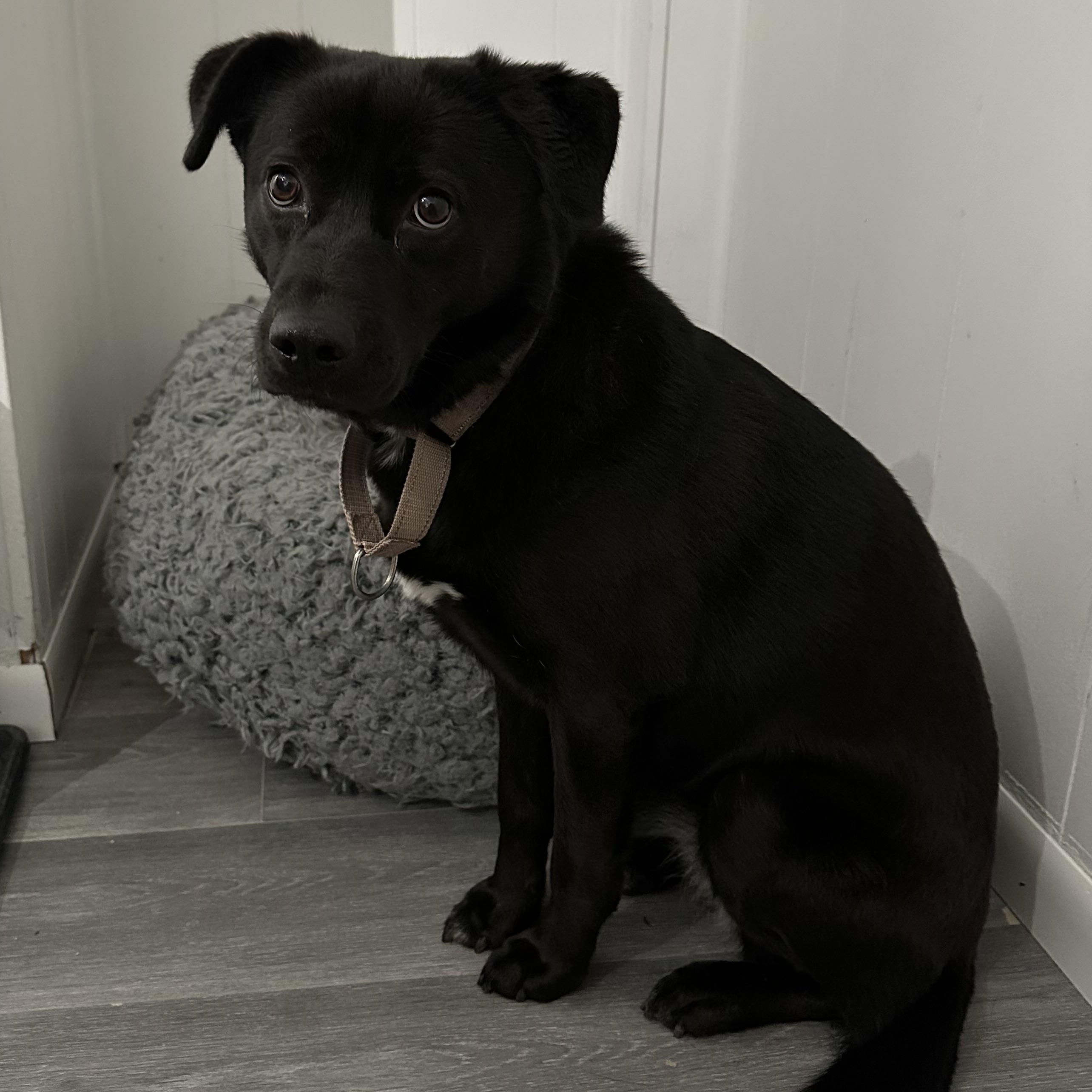 Enlarge Cher , a ADOPTABLE mixed breed in Youngstown, OH image 4/5