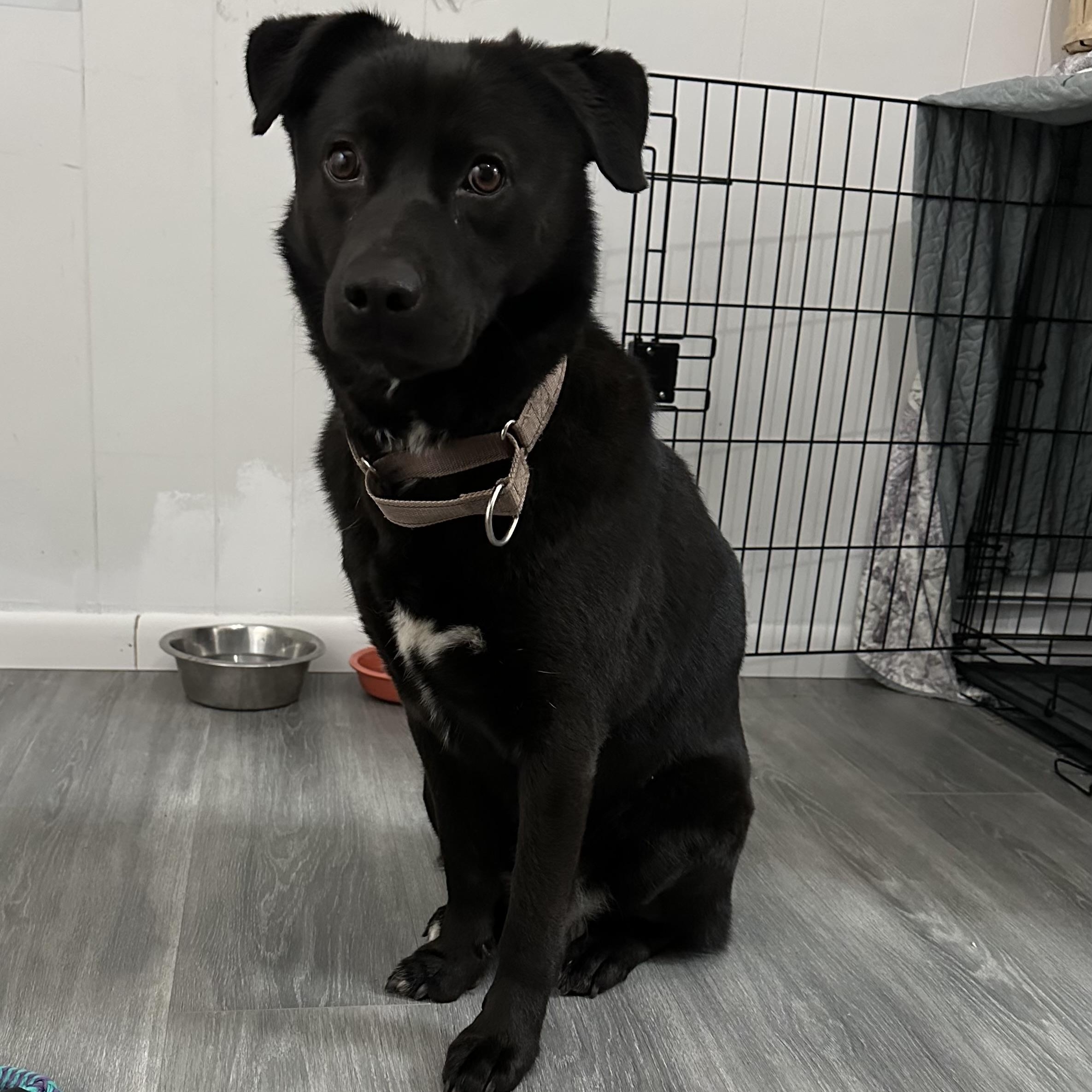 Enlarge Cher , a ADOPTABLE mixed breed in Youngstown, OH image 3/5