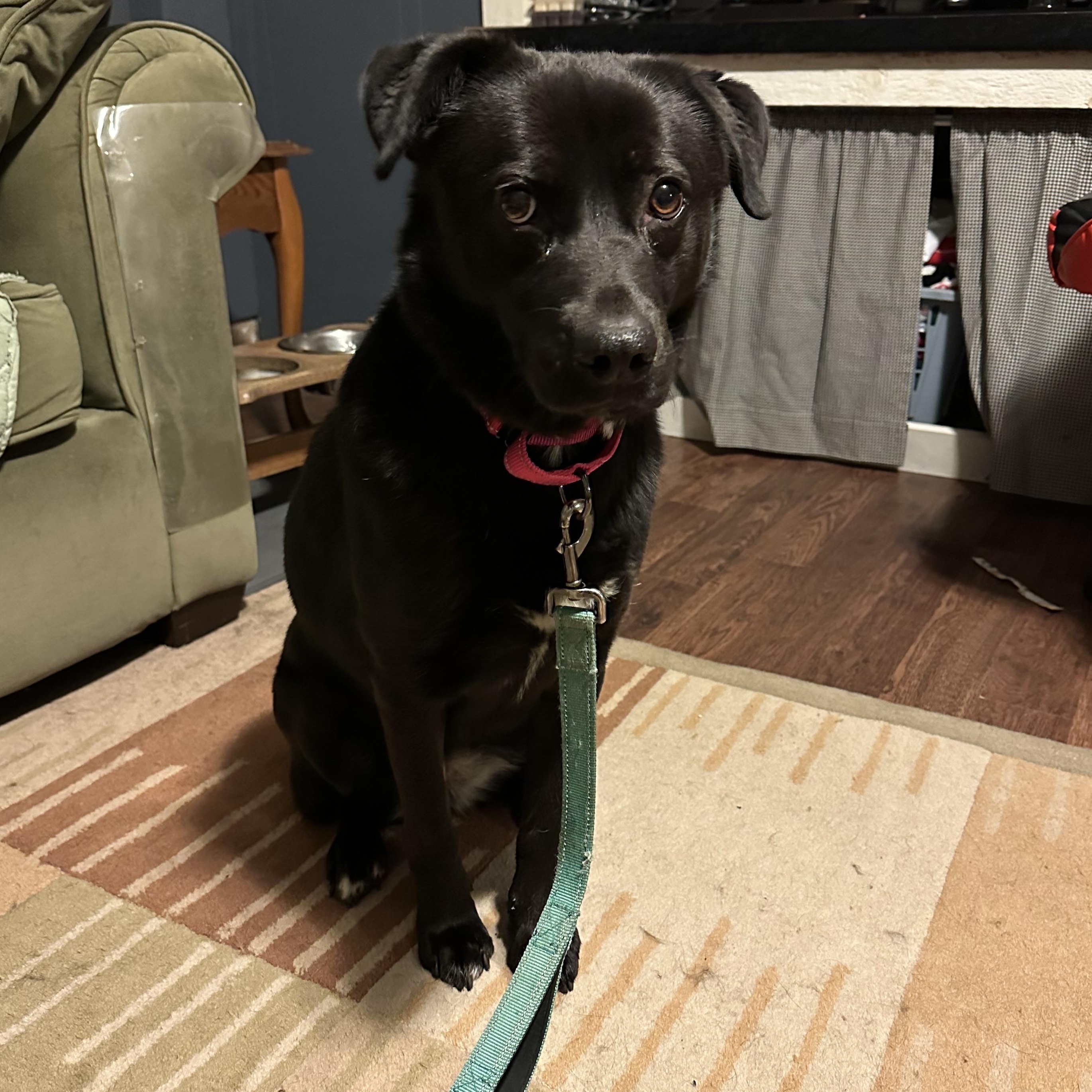 Enlarge Cher , a ADOPTABLE mixed breed in Youngstown, OH image 2/5