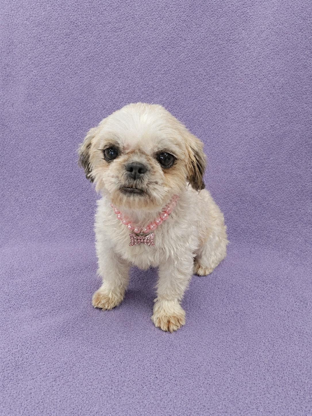 Enlarge Buttercup, an adopted Shih Tzu in Lodi, CA image 4/6