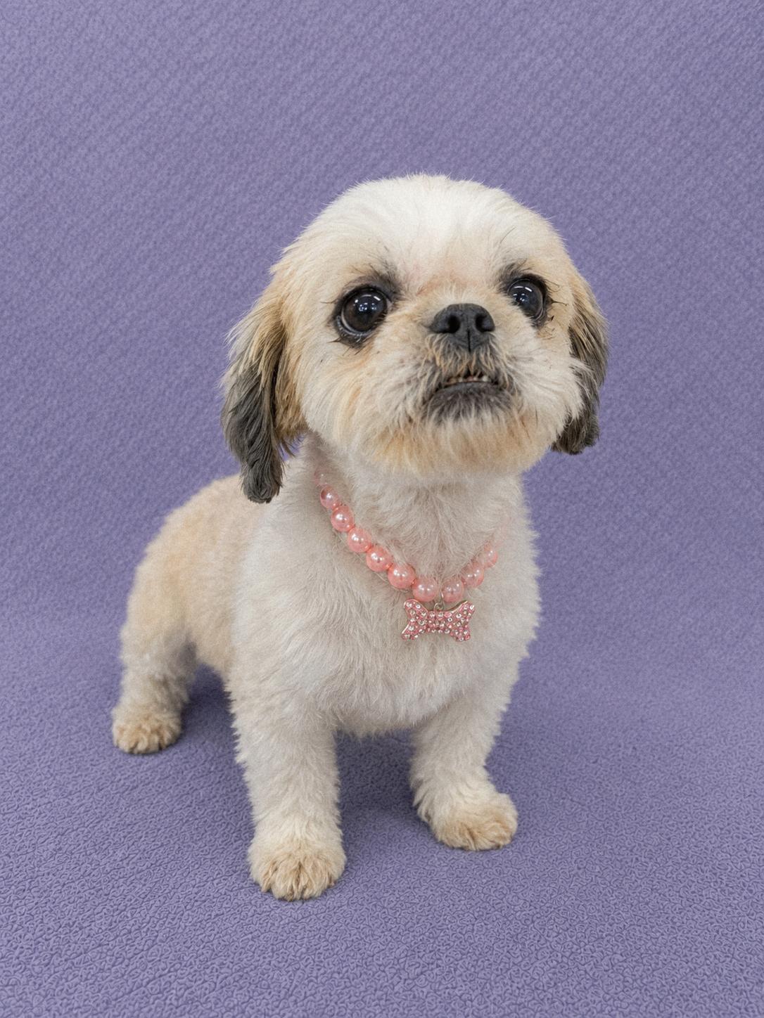 Enlarge Buttercup, an adopted Shih Tzu in Lodi, CA image 6/6
