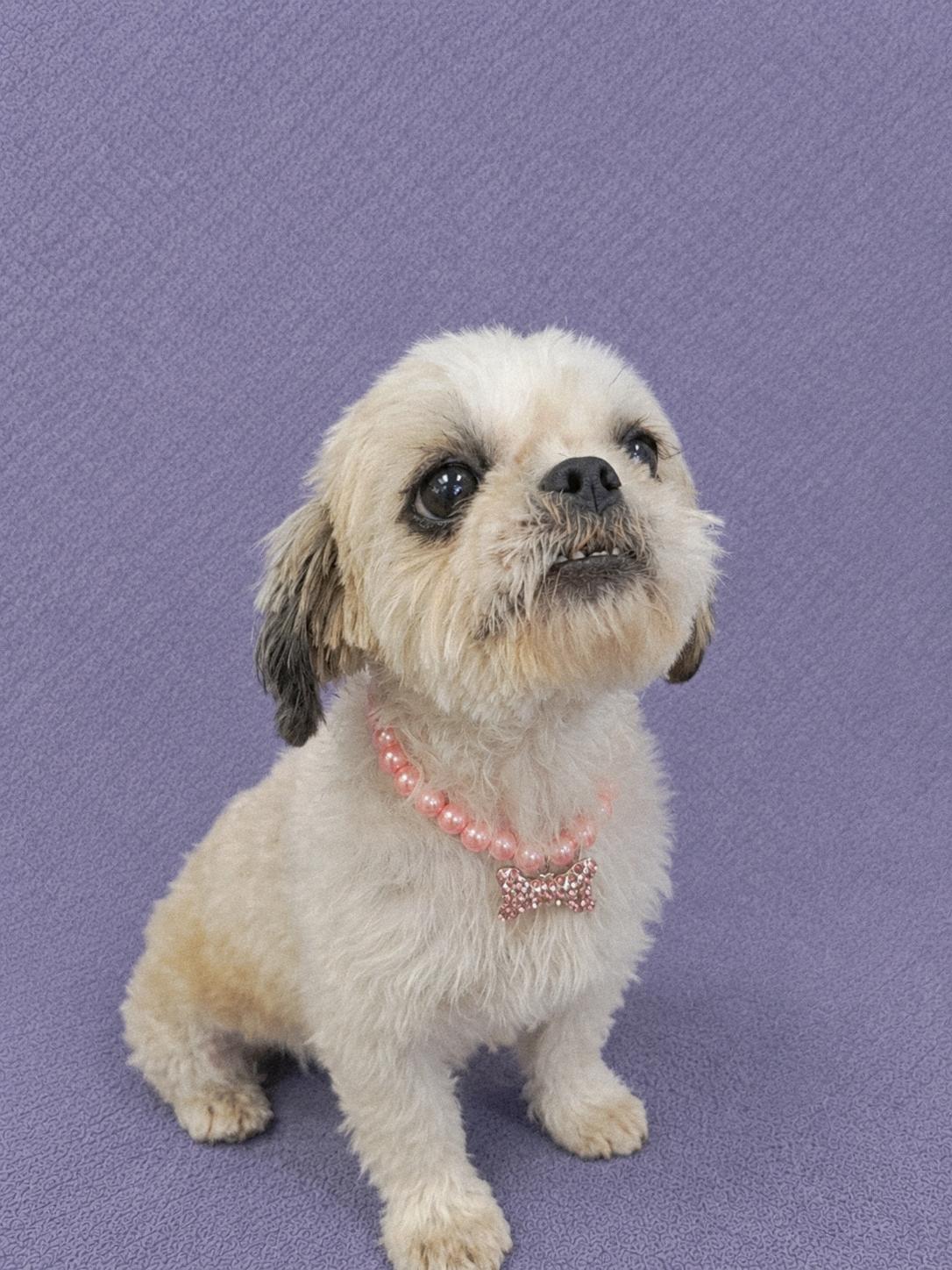 Enlarge Buttercup, an adopted Shih Tzu in Lodi, CA image 3/6