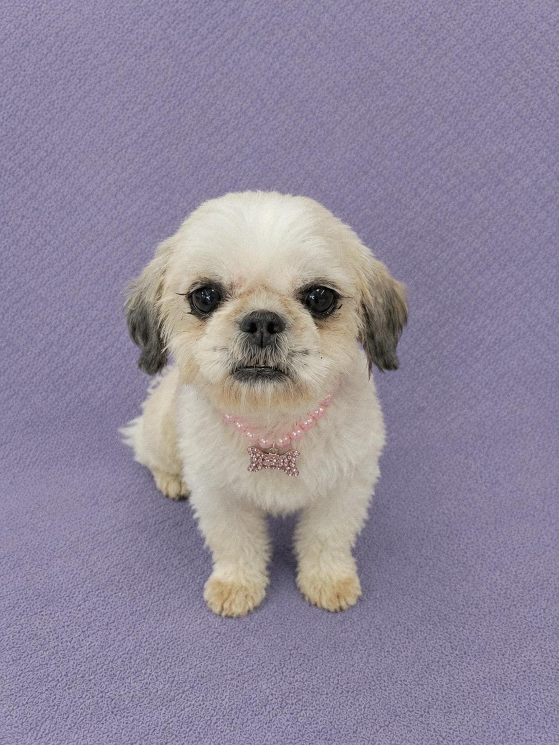 Enlarge Buttercup, an adopted Shih Tzu in Lodi, CA image 2/6