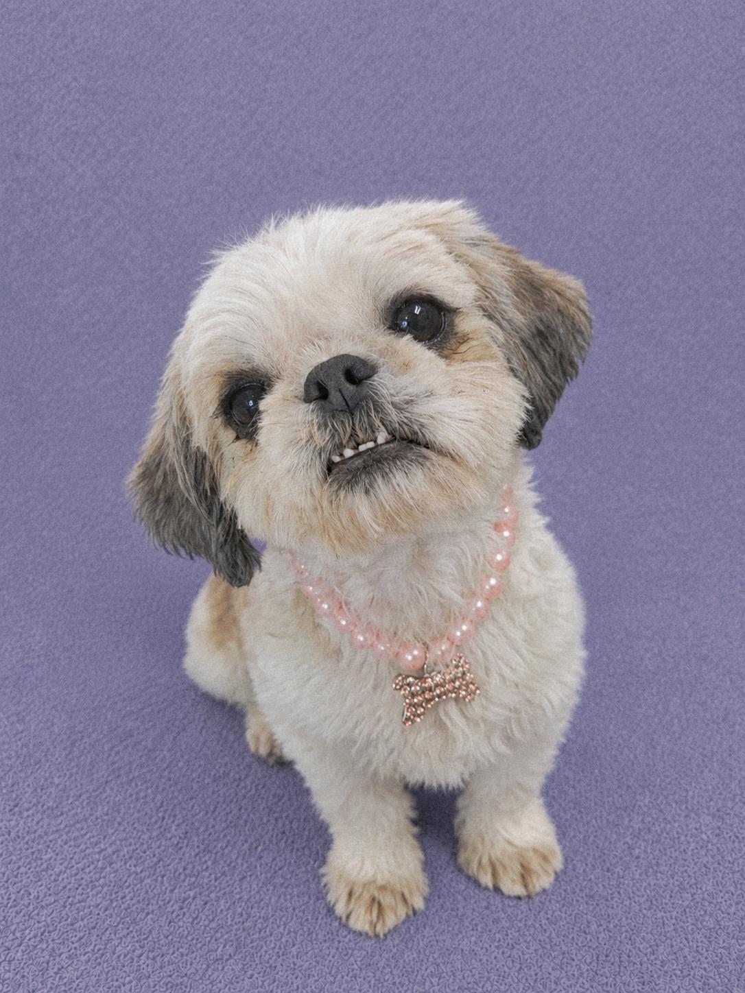 Buttercup, adopted, Young Female Shih Tzu.