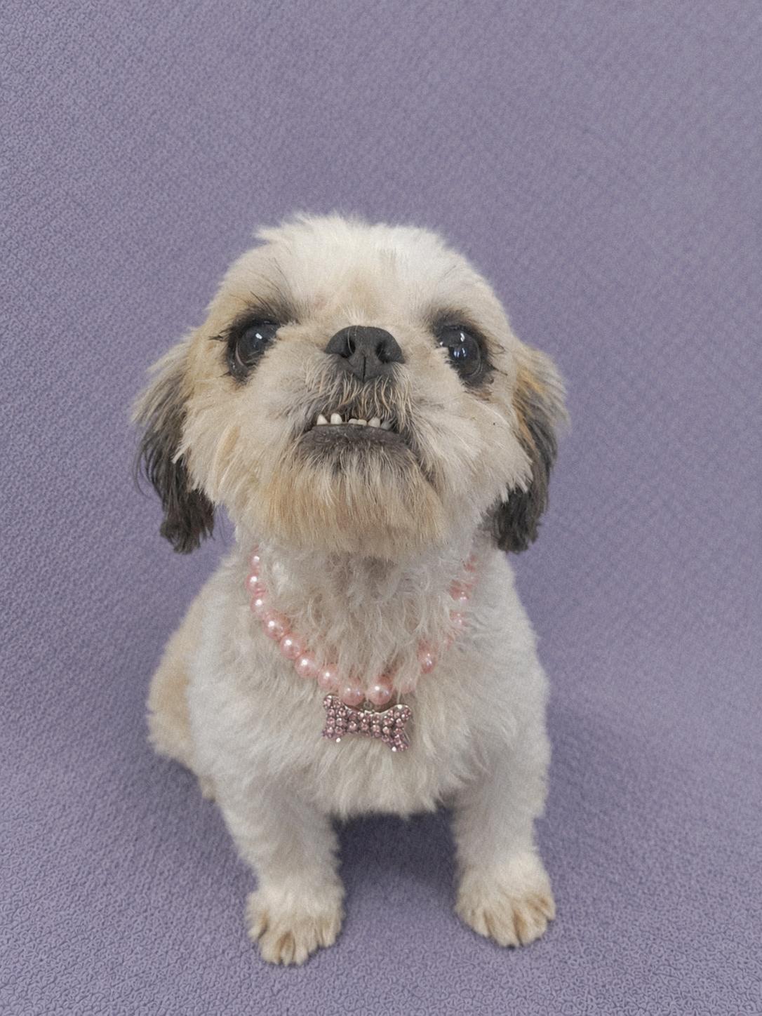 Enlarge Buttercup, an adopted Shih Tzu in Lodi, CA image 5/6