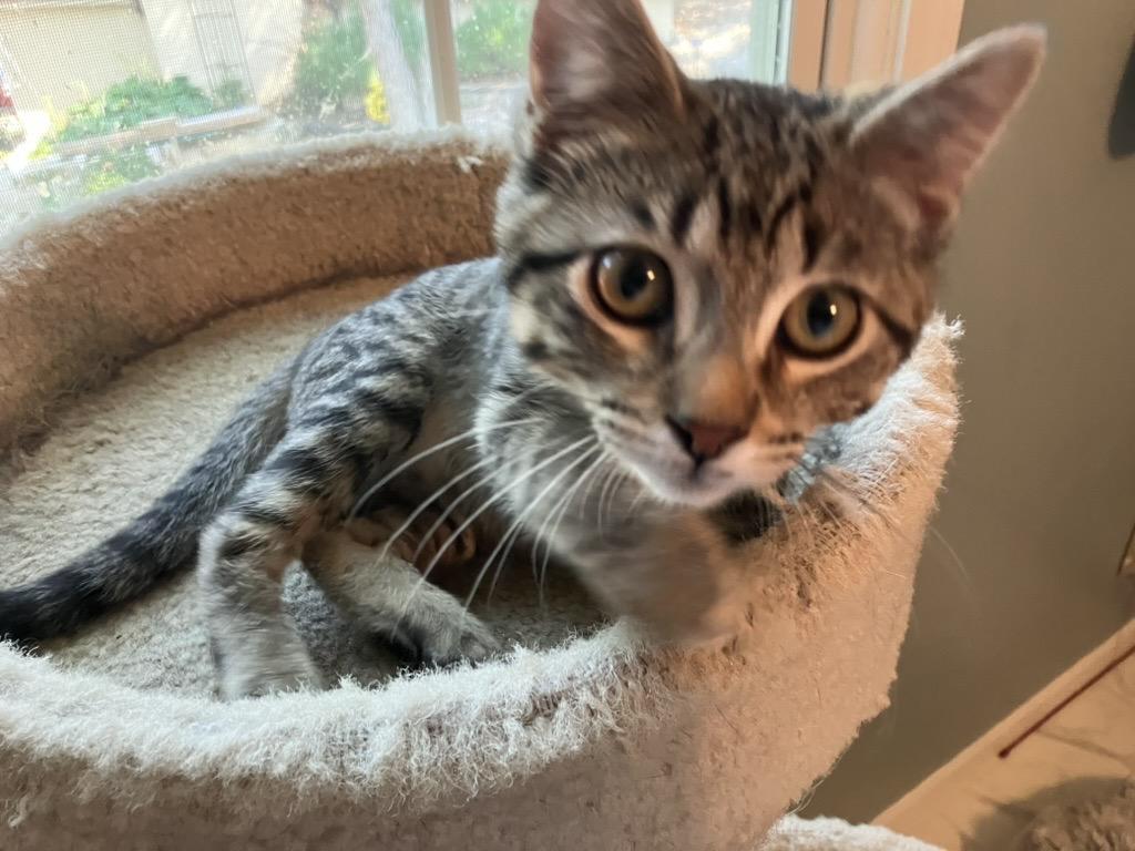 Pancake, AKA PaddyCakes, a ADOPTABLE Domestic Short Hair in Unionville, MO image 2/3