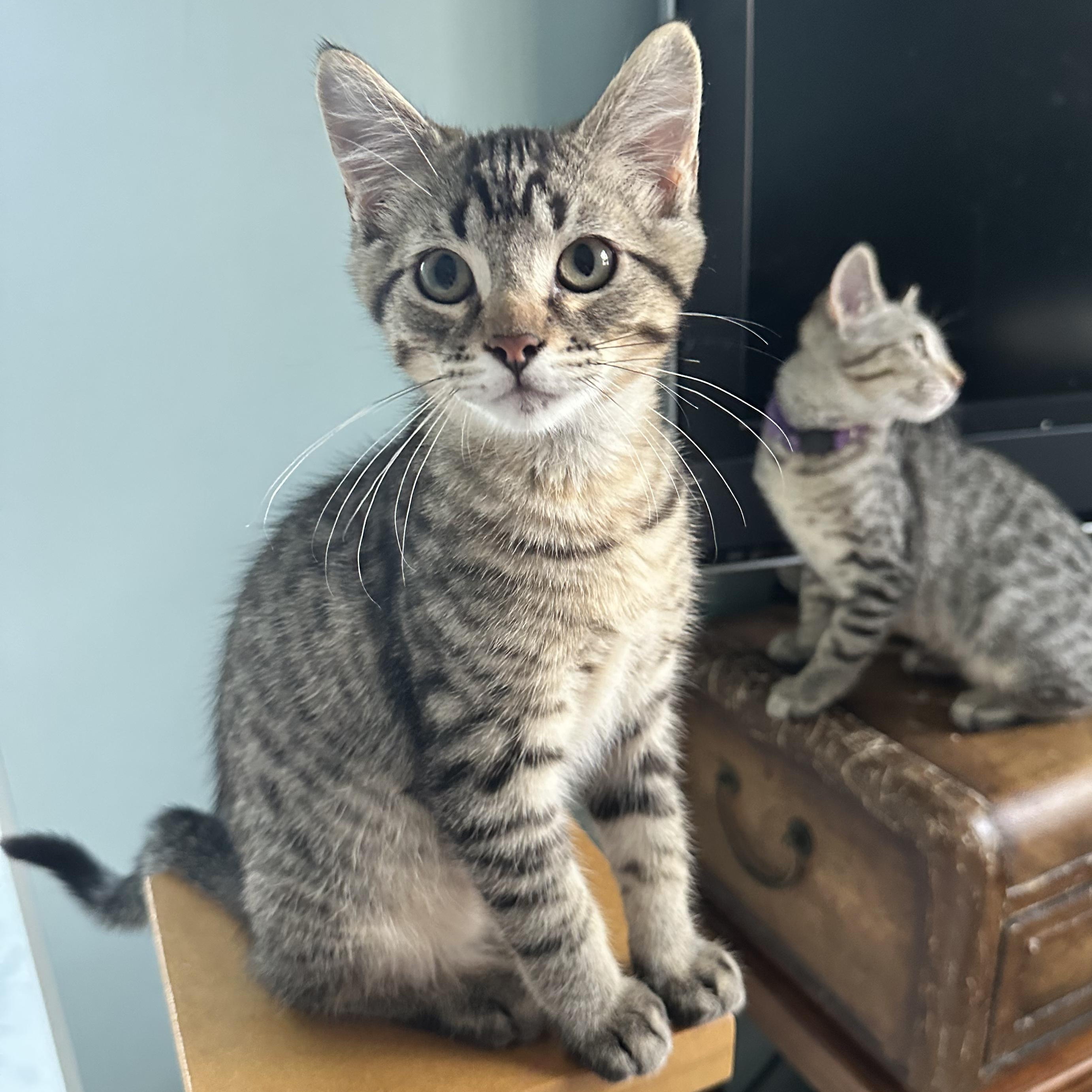 Pancake, AKA PaddyCakes, ADOPTABLE, Kitten Male Domestic Short Hair.