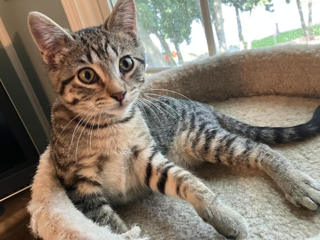Pancake, AKA PaddyCakes, a ADOPTABLE Domestic Short Hair in Unionville, MO image 3/3