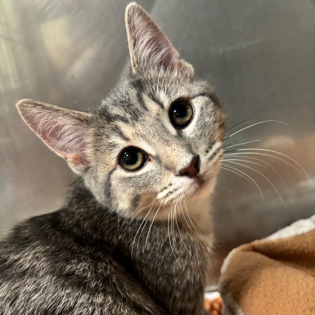 Enlarge Azula 33C26, a Adoptable mixed breed in Napoleon, OH image 6/6