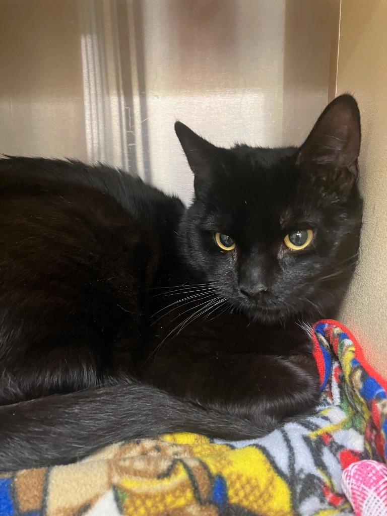 Peri, Adoptable, Kitten Male Domestic Short Hair.