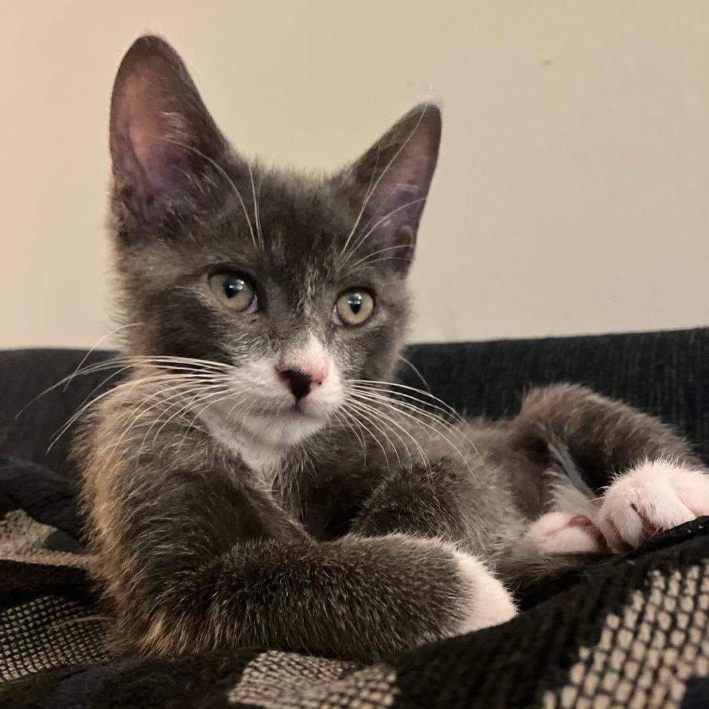Zeus, a Adoptable Domestic Short Hair in Tallahassee, FL image 1/3