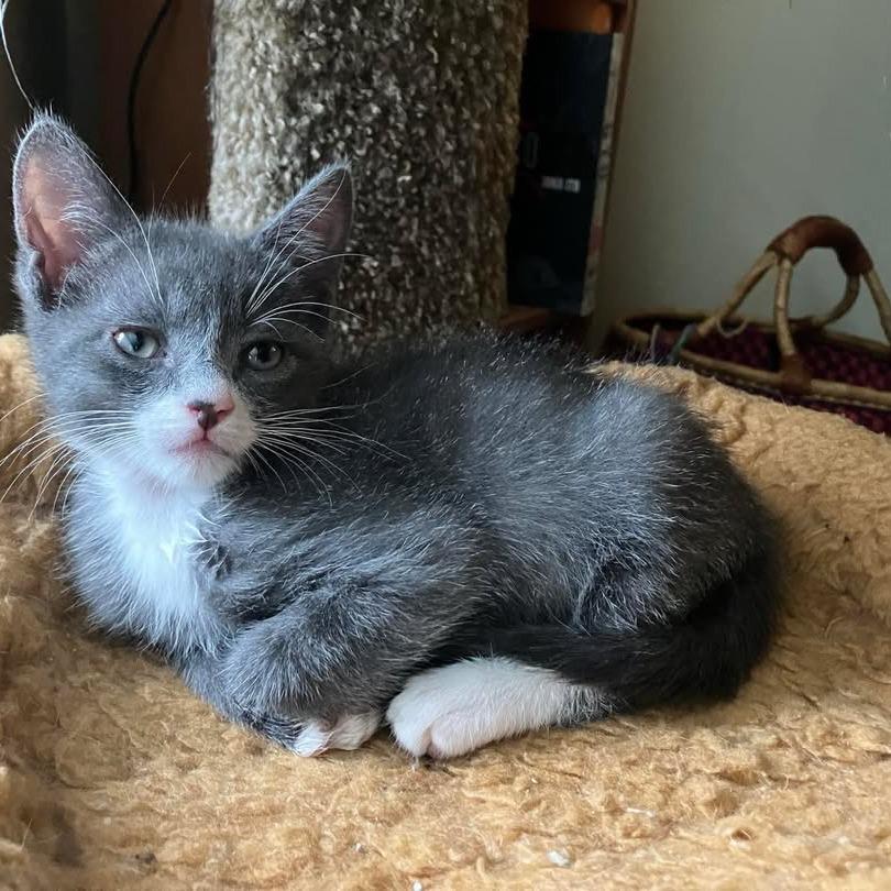 Zeus, a Adoptable Domestic Short Hair in Tallahassee, FL image 2/3
