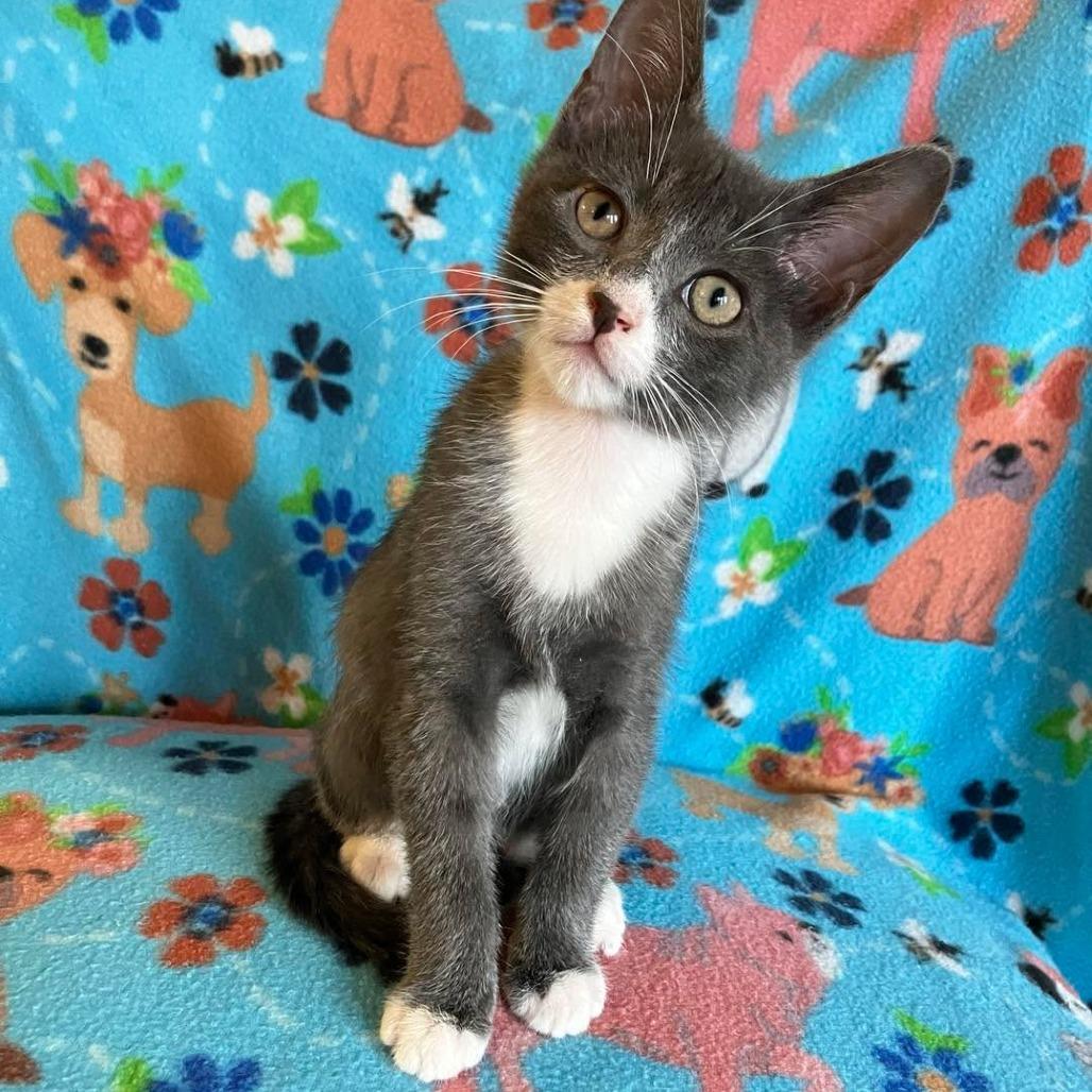 Zeus, a Adoptable Domestic Short Hair in Tallahassee, FL image 3/3