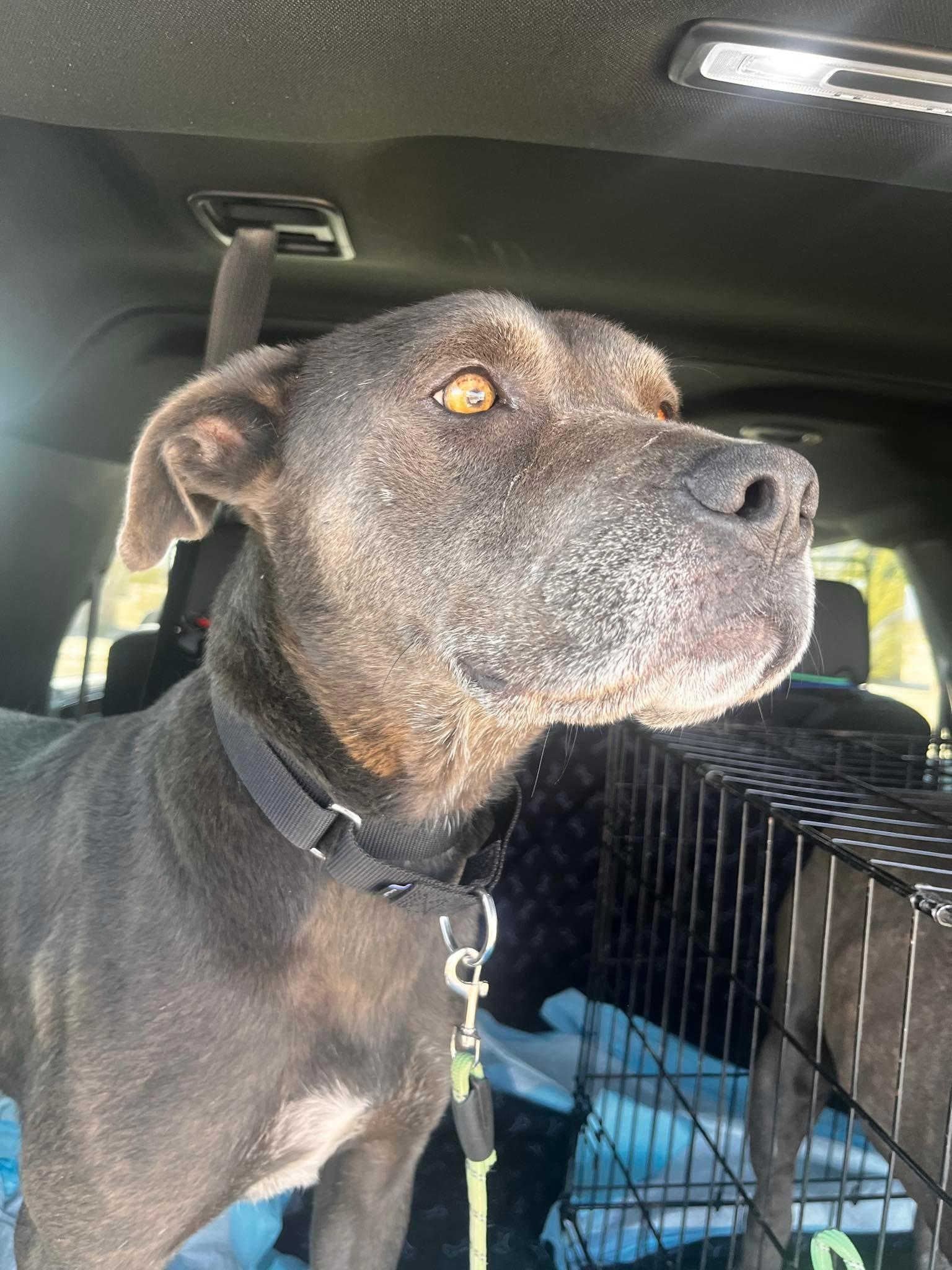 Zelda, Adoptable, Young Female American Bully & Weimaraner.