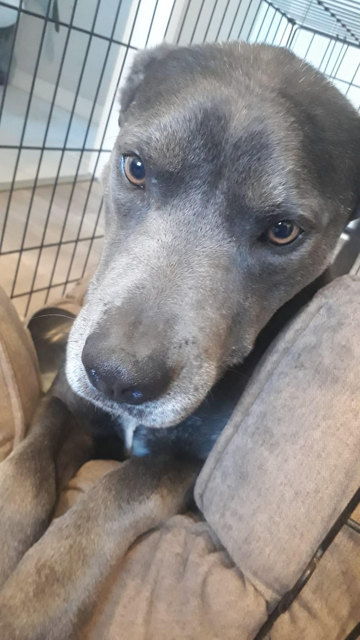 Enlarge Zelda, a Adoptable mixed breed in Buffalo, NY image 2/5