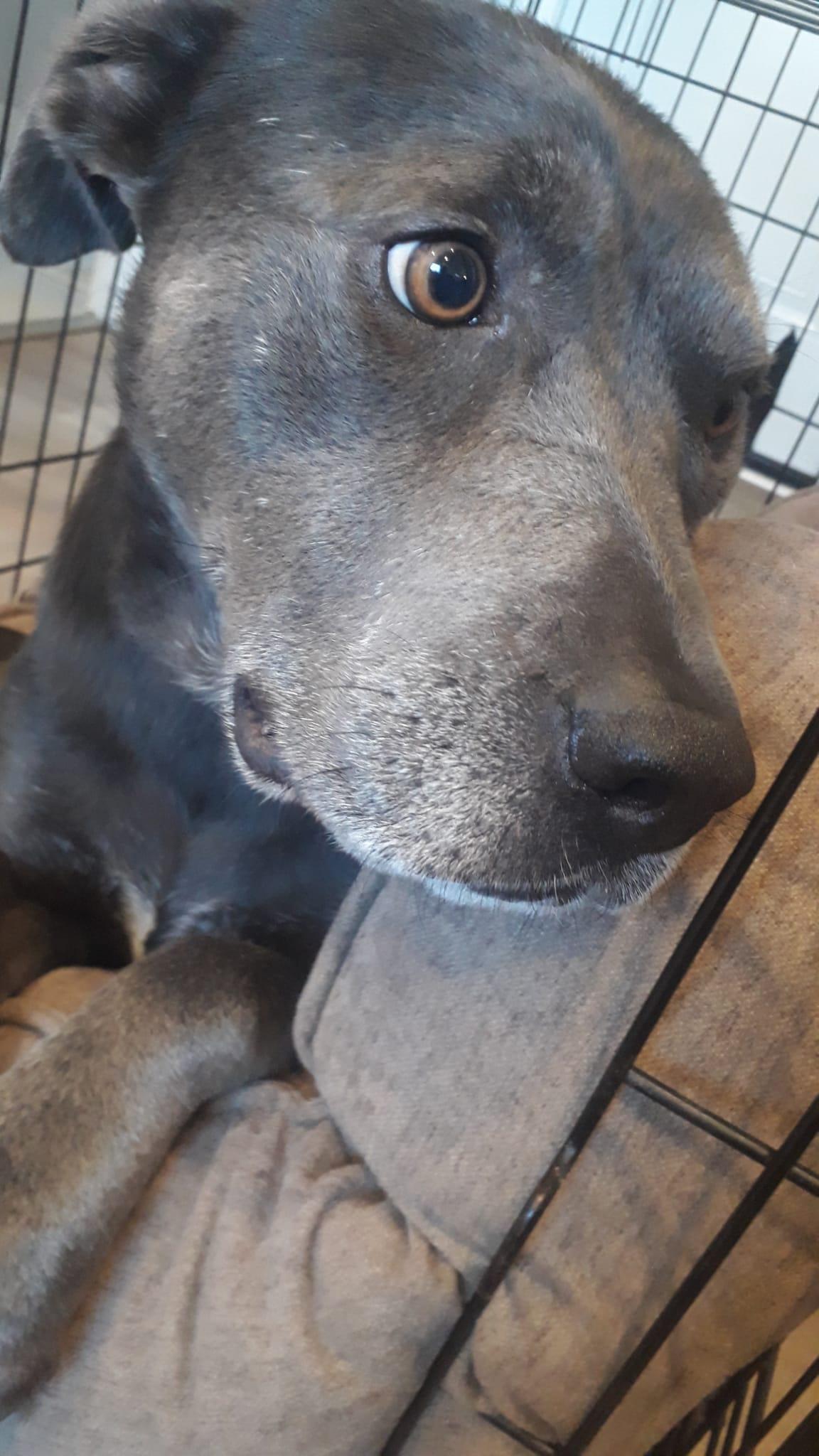 Enlarge Zelda, a Adoptable mixed breed in Buffalo, NY image 3/5