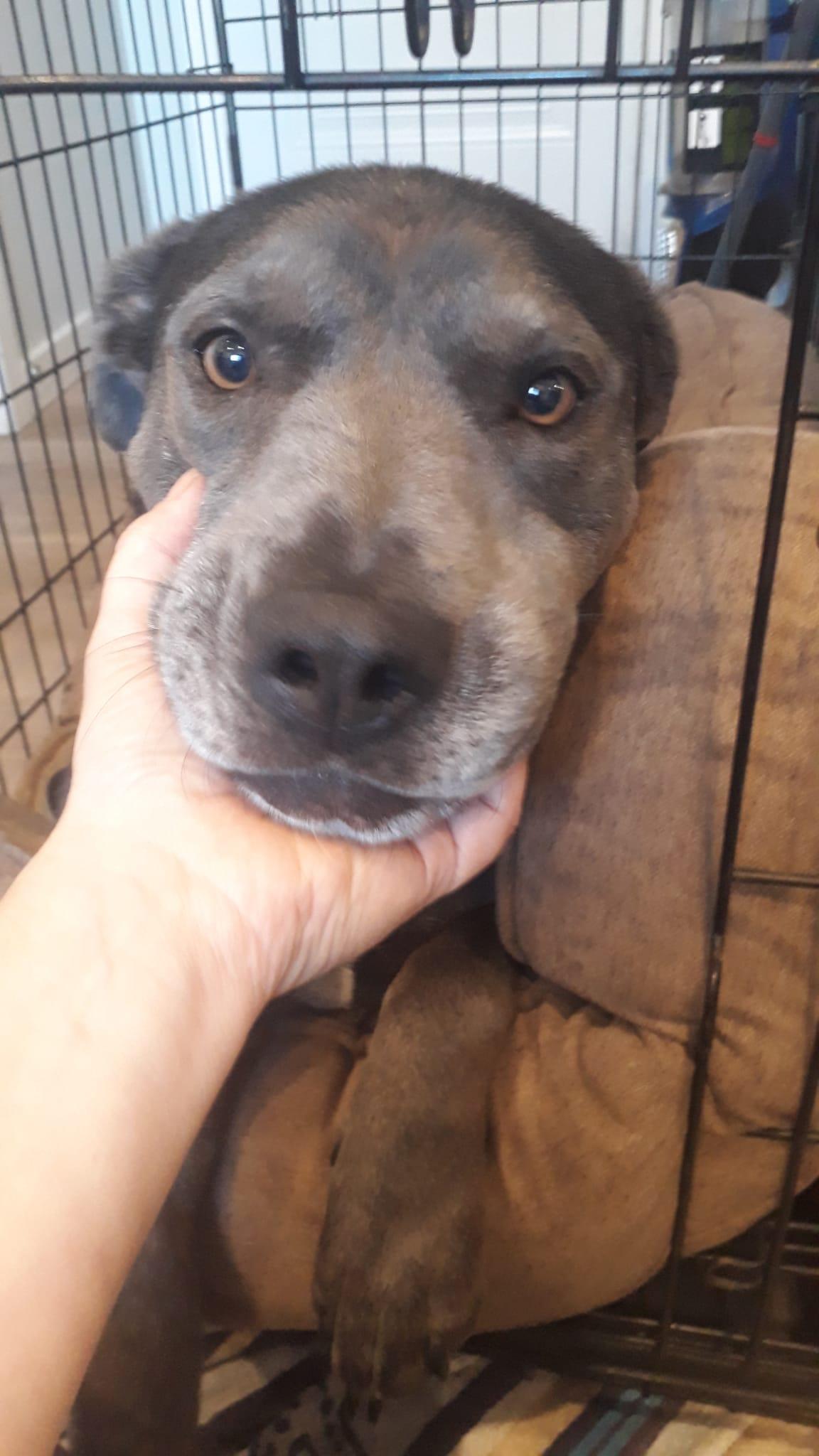 Zelda, Adoptable, Young Female American Bully & Weimaraner.