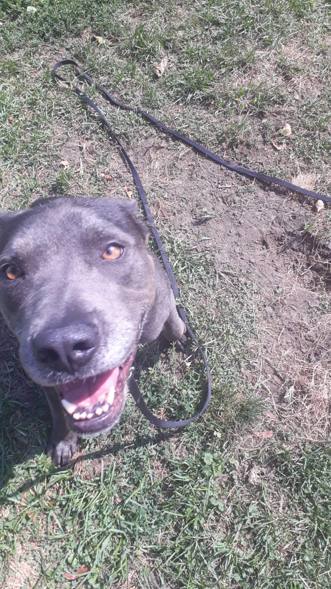 Enlarge Zelda, a Adoptable mixed breed in Buffalo, NY image 5/5